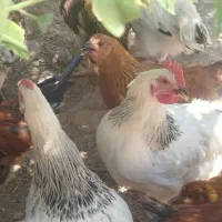 سرمایه گذاری درآمد خوب با فروش تخم مرغ