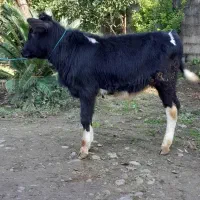 گوساله دورگ محلی لیشه گاو