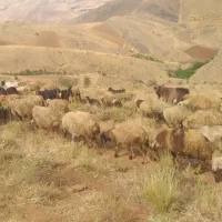 گوسفند مالچه ..معاوضه با ماشین