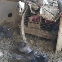 انواع کبوتر بوشهری