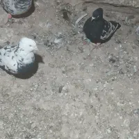 کبوتر پرشی|پرنده|تاکستان, |دیوار