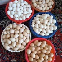 تخم‌مرغ نطفه دار بهترین وجوانترین مرغها