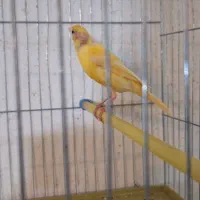 قناری ماده آماده