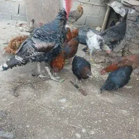 بوقلمو مرغ خروس|حیوانات مزرعه|اردبیل, |دیوار