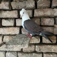 کربلایی طوقی تکپردمسفیدرنگی سرورسارمینودشت