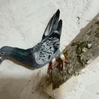 کبوتر پرنده|پرنده|اسفرورین, |دیوار