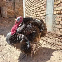 بوقلمون نر فروشی