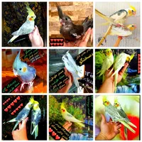 عروس هلندی سخنگو چلوندنی مولد واکسینه شده تضمینی|پرنده|تهران, استاد معین|دیوار