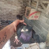 کبوت زاغ ابادانی درجه یک|پرنده|یاسوج, |دیوار