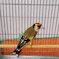 سهره داغسر اوستا