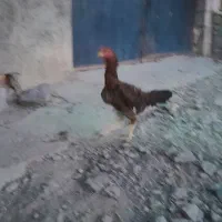 مرغ لاری اصل|حیوانات مزرعه|دینور, |دیوار