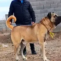 سرابی|سگ|تهران, منیریه|دیوار