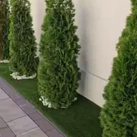 باغبانی|خدمات باغبانی و درختکاری|مشهد, جاهد شهر|دیوار