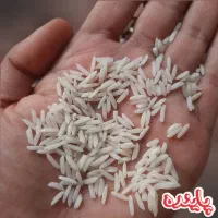 برنج هاشمی کاشت امسال
