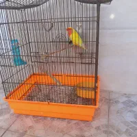 طوطی برزیلی