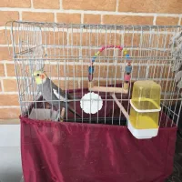 عروس هلندی|پرنده|مینودشت, |دیوار