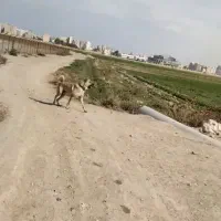 سگ سرابی