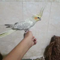 عروس هلندی|پرنده|زاهدان, |دیوار