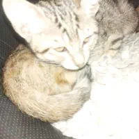 سرپرستی رایگان گربه