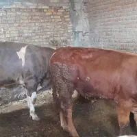 گوساله نر ۳ عدد|حیوانات مزرعه|دیواندره, |دیوار