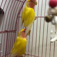 کوتوله برزیلی هلویی|پرنده|خمینیشهر, |دیوار