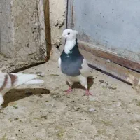 کله پرشتی|پرنده|خرم‌آباد, |دیوار