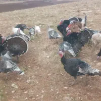 بوق کوردی اورگانیک