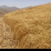 علوفه دام|حراج|گلپایگان, |دیوار