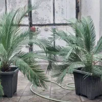 گل سیکاس و لیندا|گل و گیاه طبیعی|ارطه, |دیوار