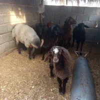 قصابی بره نر و کهره نر