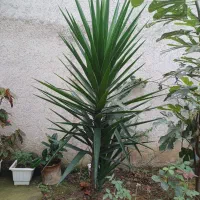 درختچه ی یوکا بسیار زیبا