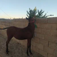 کره مادیان نوه سیوان فیضی بوکان|اسب و تجهیزات اسبسواری|میاندوآب, |دیوار