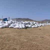 خریدار کاە گندم|خدمات باغبانی و درختکاری|دهگلان, |دیوار