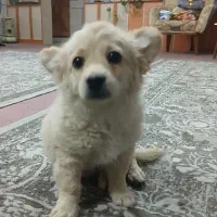 توله دوماه پامر روباهی|سگ|برخوار, |دیوار