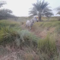 شادگان