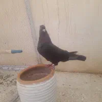 زاغ پرشی ماده