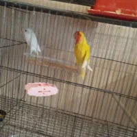 ۱ جفت کوتوله برزیلی|پرنده|آذرشهر, |دیوار