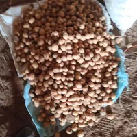 سیب زمینی فندقی