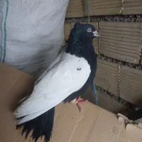 سینه سیاه وکوهی دم سفید|پرنده|شوش, |دیوار