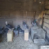 کفتر یا کبوتر پلاکی