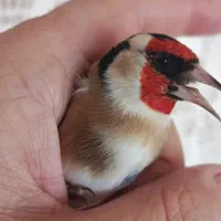 سهره قناری سهره