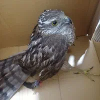 پرنده فروشی