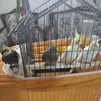 دو جفت عروس هلندی