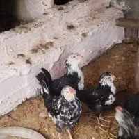 جفت نیمچه مرغ و خروس گلین لری