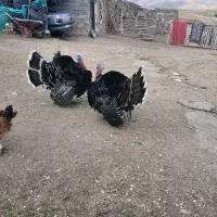 بوقلمون دو عدد چاقو وچله