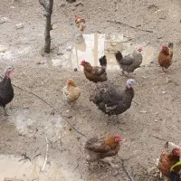 بوغلمون ماده و مرغ ماده