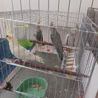 عروس هلندی جوجه 2 الی 3 ماهه دونخور|پرنده|اصفهان, پوریای ولی|دیوار