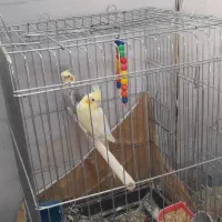 یک جفت عروس هلندی جفت هستن با قفس و تمام وسایل|پرنده|کرج, کوی امامیه|دیوار