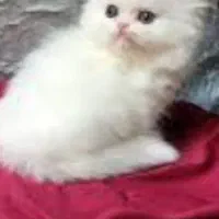 پرشین سفید
