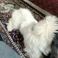 سگ شیتزو پامر